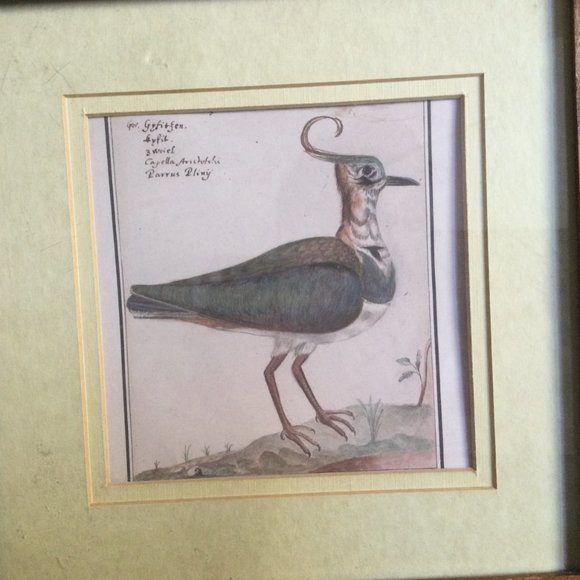 Wall decor framed print bird home decor 28.5cm x 28.5cm wood frame - Picture 2 of 5